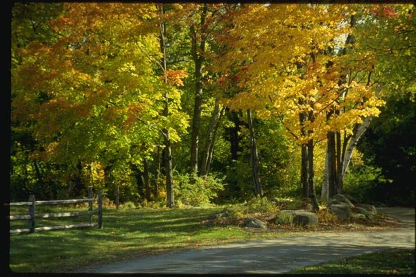 150043 Dappled Shade A4 Photo Print