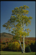 150044 White Birch A4 Photo Print