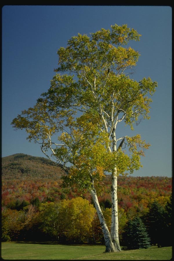 150044 White Birch A4 Photo Print