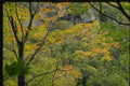 150046 Light Through The Trees A4 Photo Print