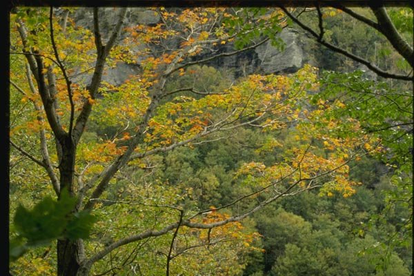 150046 Light Through The Trees A4 Photo Print