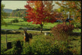 150048 Horse Beneath The Tree A4 Photo Print