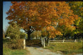 150049 Path Into Cemetery A4 Photo Print
