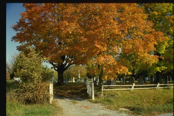 150049 Path Into Cemetery A4 Photo Print