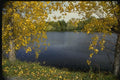 150052 Cottonwoods By The Lake A4 Photo Print