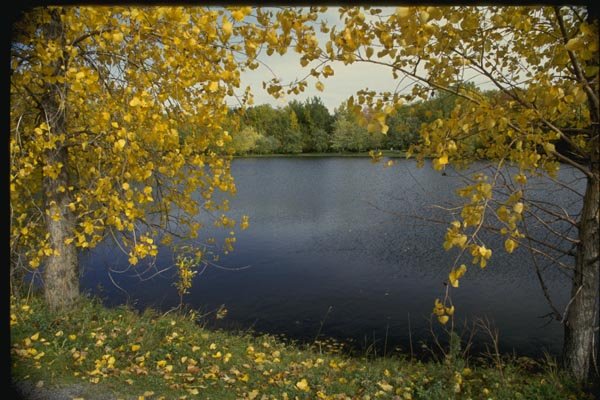 150052 Cottonwoods By The Lake A4 Photo Print
