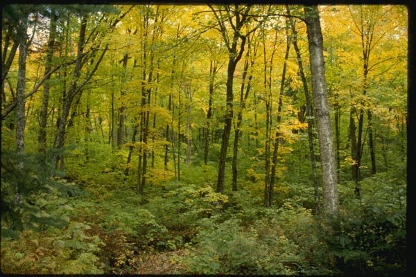 150056 Golden Forest A4 Photo Print