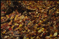 150058 Forest Carpet A4 Photo Print