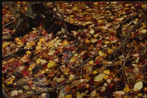 150058 Forest Carpet A4 Photo Print