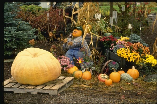150059 Harvest Decorations A4 Photo Print