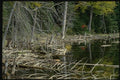 150060 Pine Skeletons A4 Photo Print