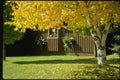150067 Golden Birch With Window Boxes A4 Photo Print