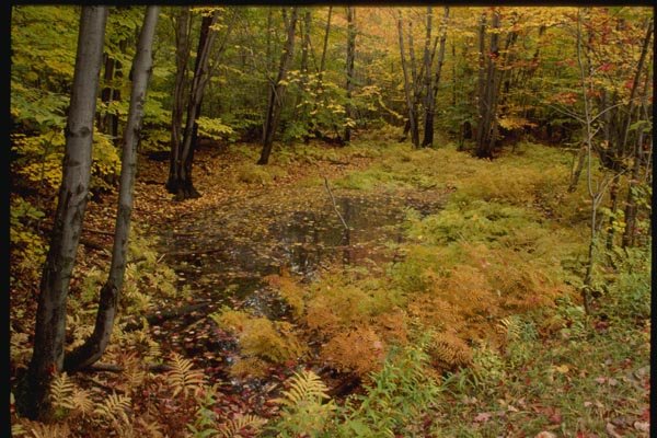 150073 Forest Walk A4 Photo Print