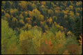 150074 Scattered Pine A4 Photo Print