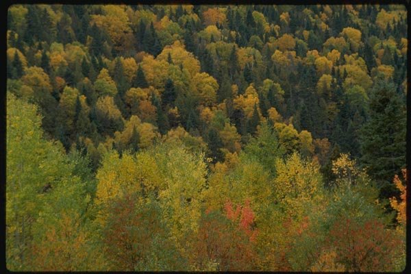 150074 Scattered Pine A4 Photo Print