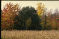 150079 Corn And Trees A4 Photo Print