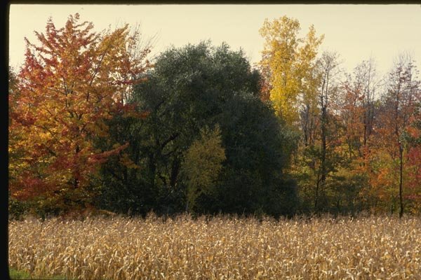 150079 Corn And Trees A4 Photo Print
