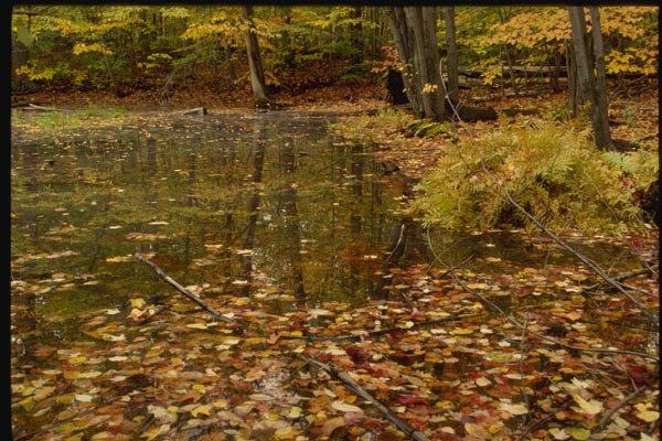 150088 Gathered At The Water's Edge A4 Photo Print