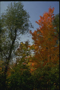 150089 Red And Green A4 Photo Print