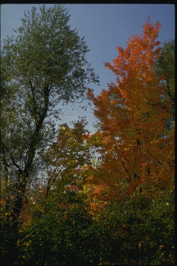 150089 Red And Green A4 Photo Print