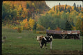 150092 Cow Near The Barn A4 Photo Print