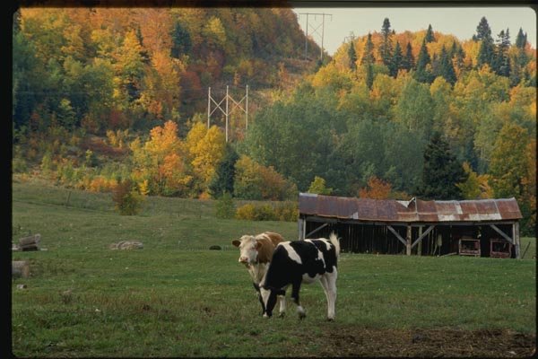 150092 Cow Near The Barn A4 Photo Print