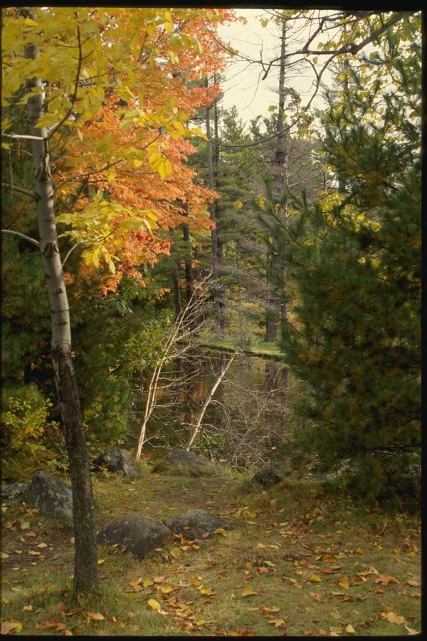 150093 Orange And Yellow A4 Photo Print