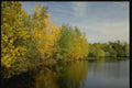 150095 Yellow And Green A4 Photo Print
