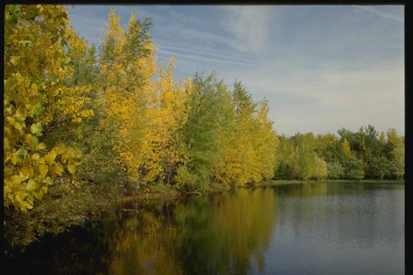 150095 Yellow And Green A4 Photo Print