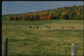 150096 Cows In The Pasture A4 Photo Print