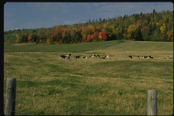 150096 Cows In The Pasture A4 Photo Print