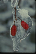 151000 Red Berries In Ice A4 Photo Print