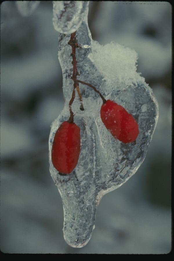 151000 Red Berries In Ice A4 Photo Print