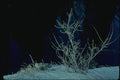 151002 Hoarfrost A4 Photo Print