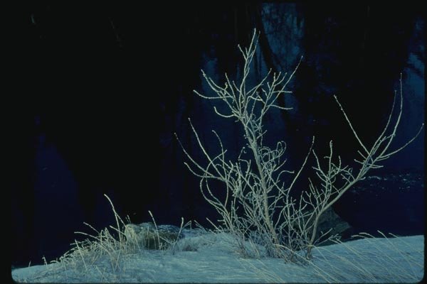 151002 Hoarfrost A4 Photo Print