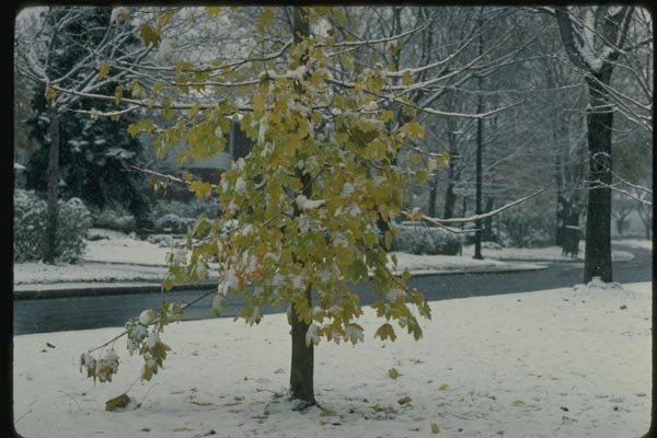 151006 Early Snowstorm A4 Photo Print