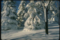 151008 Pine Trees Heavy With Snow A4 Photo Print