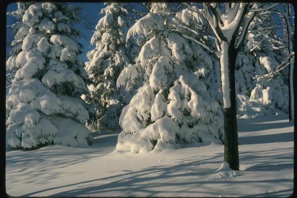 151008 Pine Trees Heavy With Snow A4 Photo Print