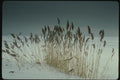 151015 Phragmites A4 Photo Print