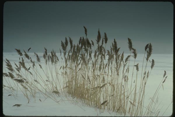 151015 Phragmites A4 Photo Print