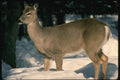 151016 White tailed Deer A4 Photo Print