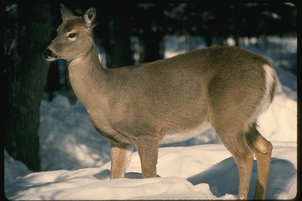 151016 White tailed Deer A4 Photo Print