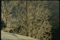 151029 Hoarfrosted Trees A4 Photo Print