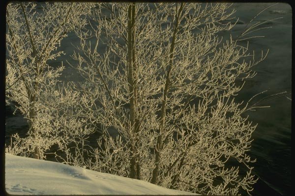 151029 Hoarfrosted Trees A4 Photo Print