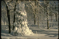 151042 Snow On Trees, Shadows On Snow A4 Photo Print