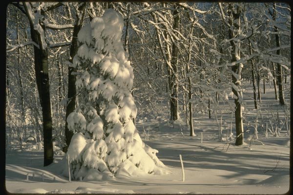 151042 Snow On Trees, Shadows On Snow A4 Photo Print