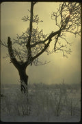 151049 Tree Hoarfrost A4 Photo Print