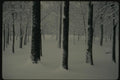 151051 Dull Day In Snowy Wood A4 Photo Print