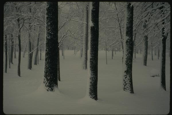 151051 Dull Day In Snowy Wood A4 Photo Print