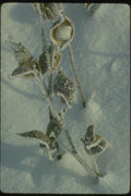 151053 Hoar Frosted Milkweed A4 Photo Print